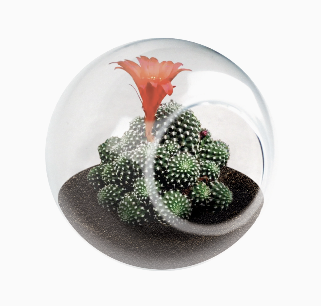 Cactus Tiny Terrarium – World of Mirth