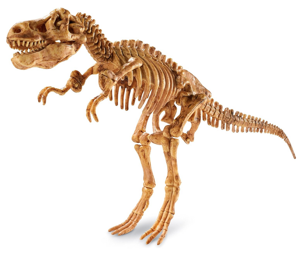 T Rex 3D skeleton made from the fossils in the kit.