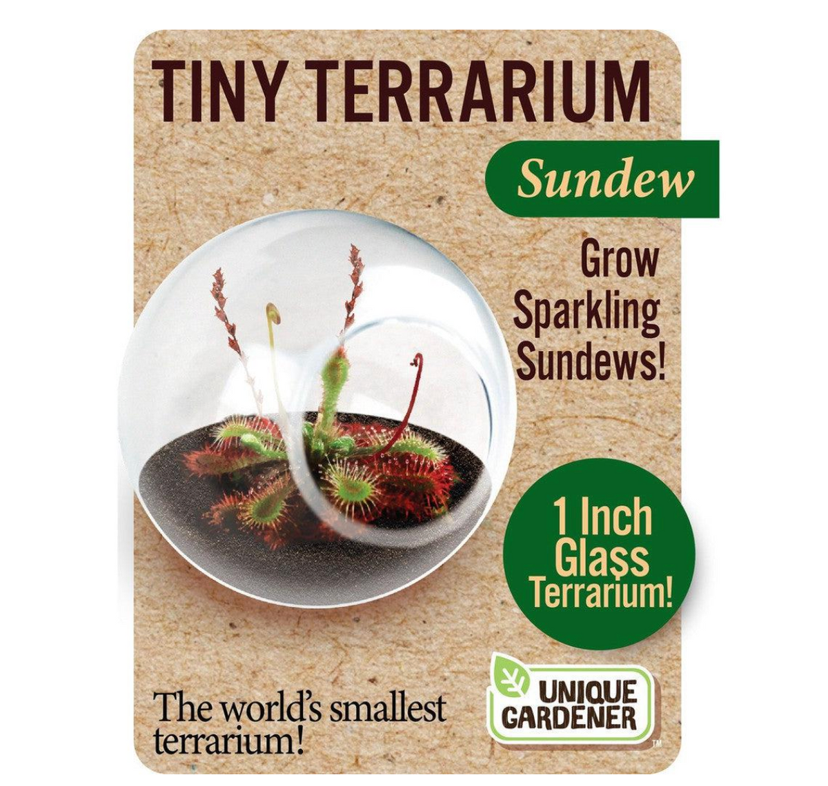 smallest terrarium plants Tiny Terrarium Carnivorous