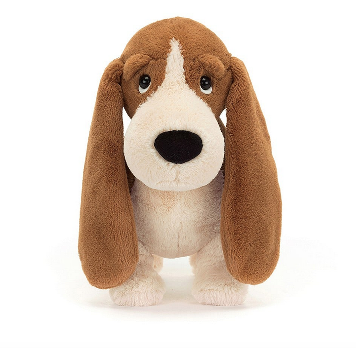 Close up view of Randall the Basset Hound face and long hound ears. His nose and chest are white fur and his ears and the top of his head are brown. 