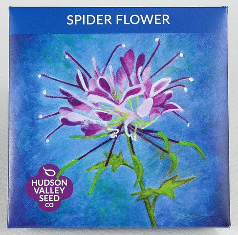 Spider Flower seed packet.
