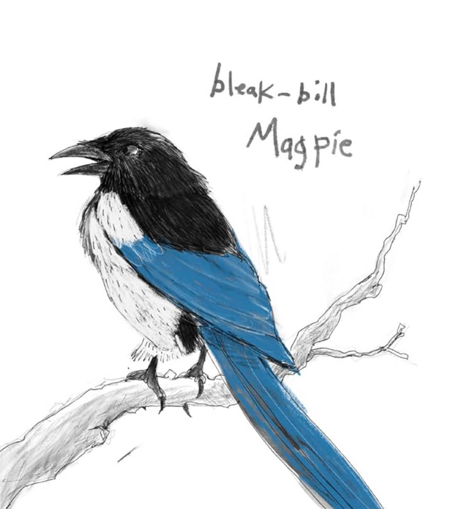 An illustration of a bleak-bill Magpie, a black and blue bird perched on a branch 