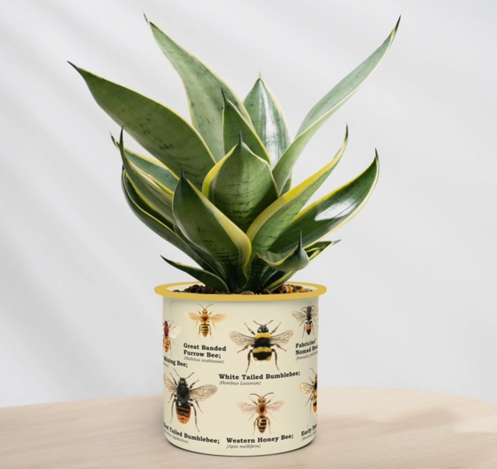 The Bees Enamel Plant Pot with a beautiful plant inside. 