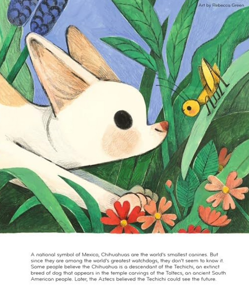 Interior page from "Best In Show" with an illustration of a Chihuahua and a short description of the breed. 