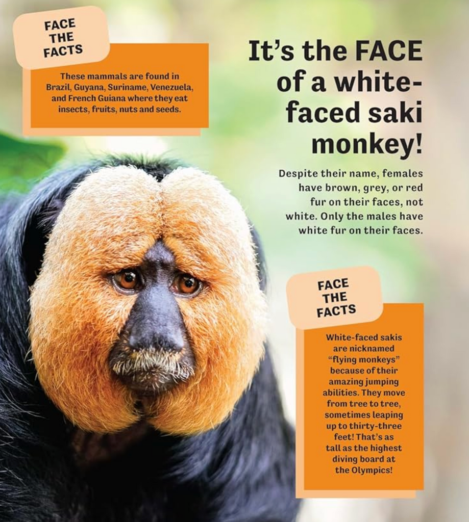 Interior page from Butt or Face with a White Faced Saki Monkey and facts about this animal. 
