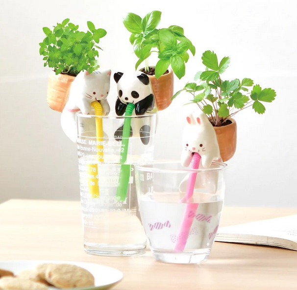All three styles of Chuppon drinking out of glasses with plants growing. 