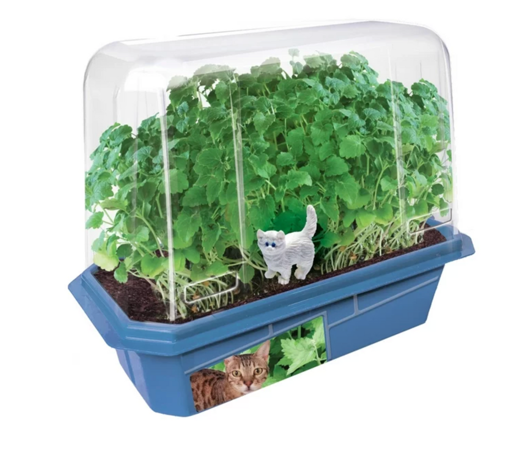 Catnip growing inside the plastic greenhouse. 