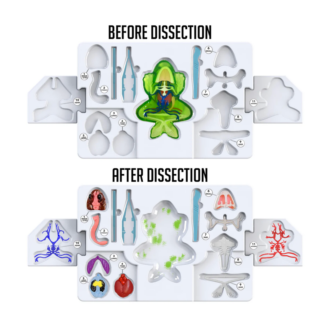 Before and after dissection pictures of the Frog super lab shows the gel frog in a white plastic tray with empty labeled pockets versus the dismantled gel frog with the labeled pockets full of the correct organs and skeletal system.