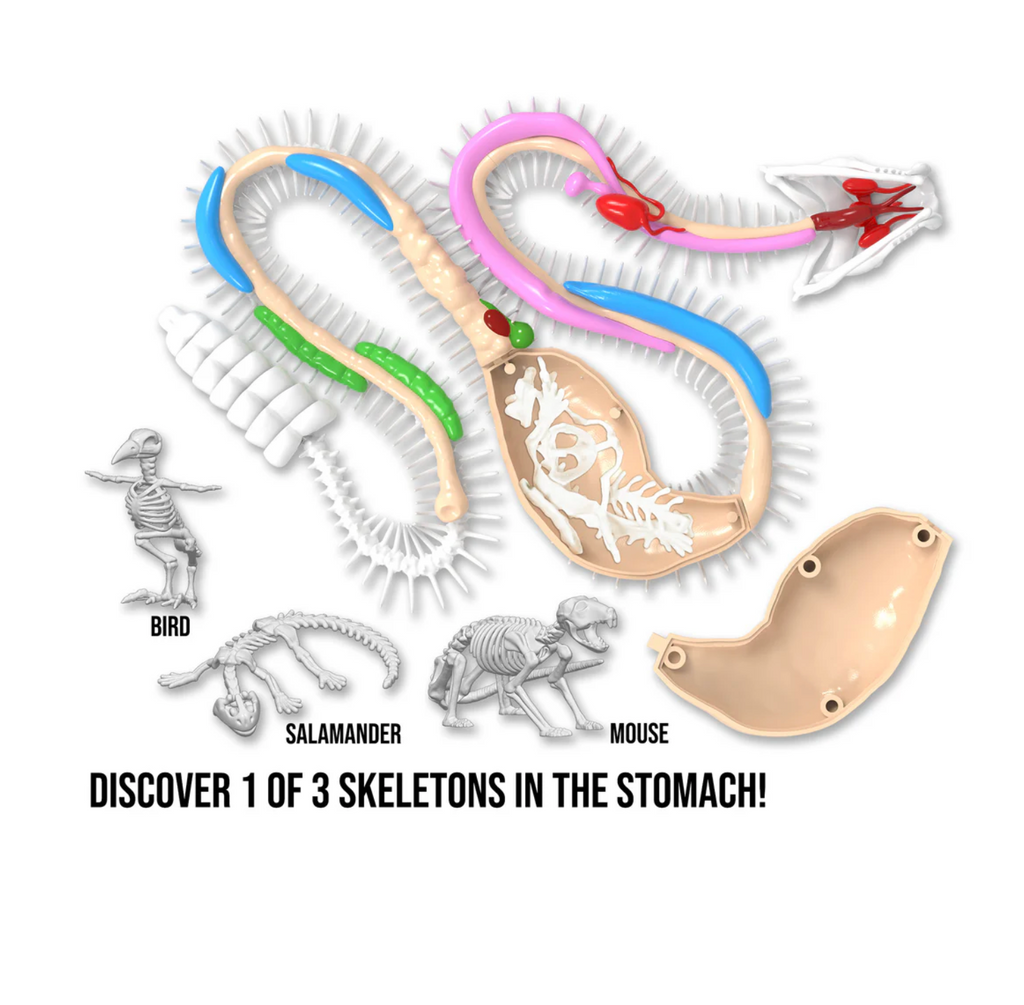 Detail of snake skeletal system, organs, and 1 of 3 possible skeletons in its stomach.