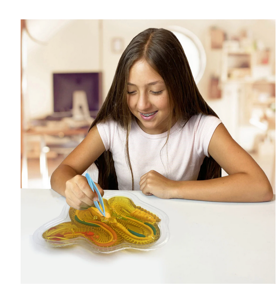 Girl sitting at a desk dissecting the gel rattlesnake.