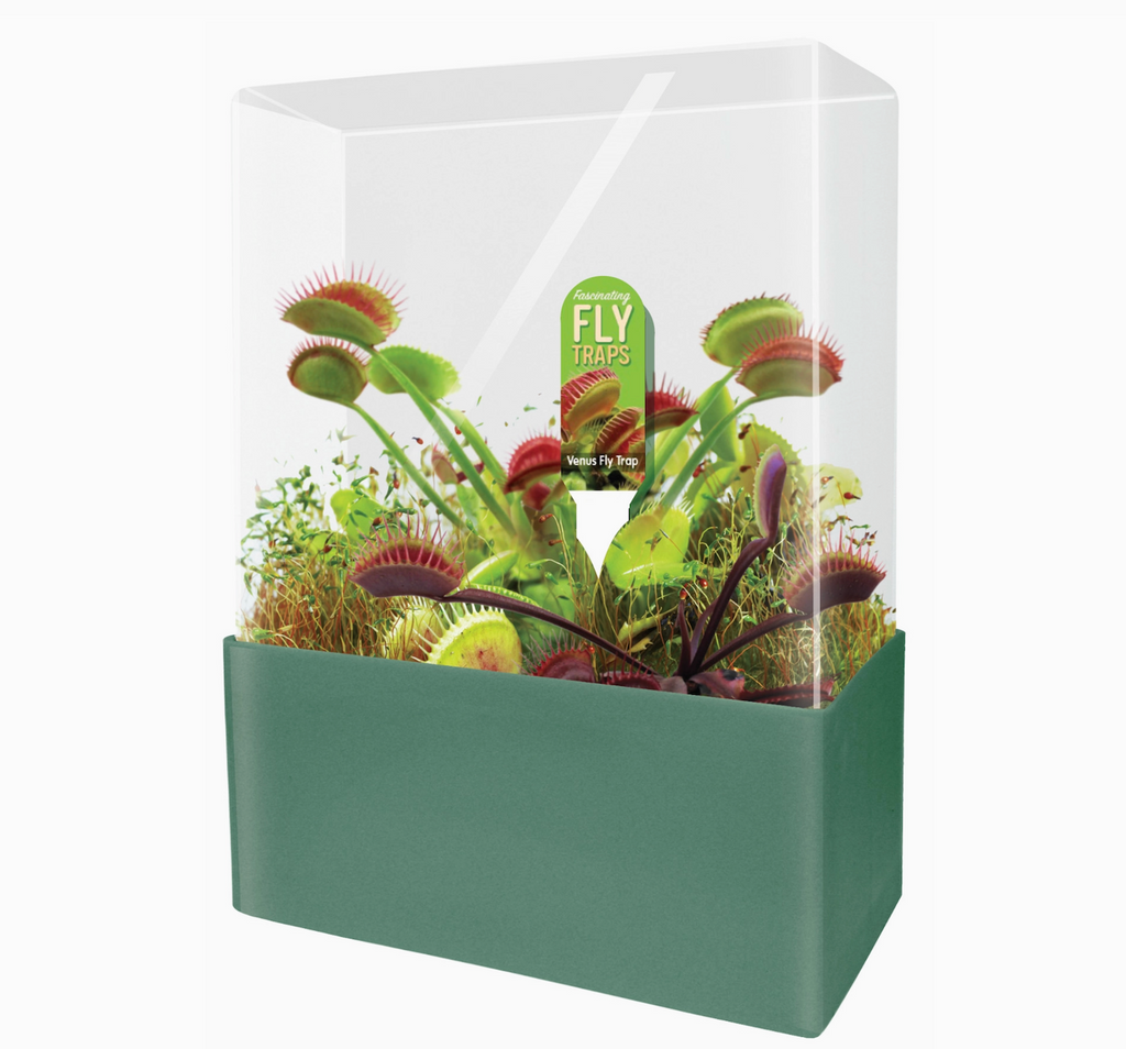 The square terrarium included in the Fascinating Fly Traps kit with the meat eating plant growing inside. 