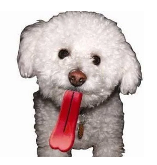 Little miniature white floofy dog with the tongue dog toy in it's mouth. 