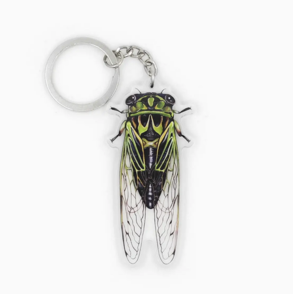 Acrylic keychain with double sided illustration of Linne's Cicada. 