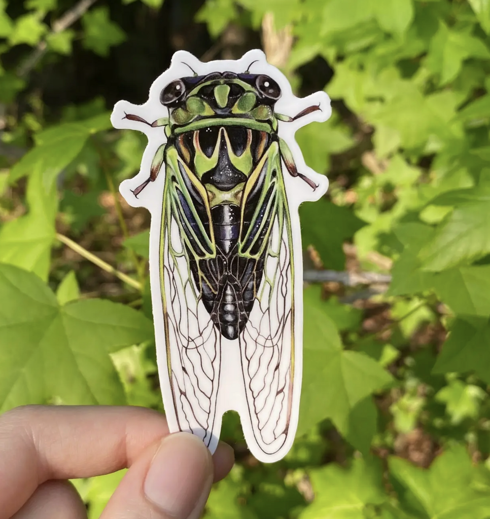 Linne's Cicada illustration on a vinyl sticker. 