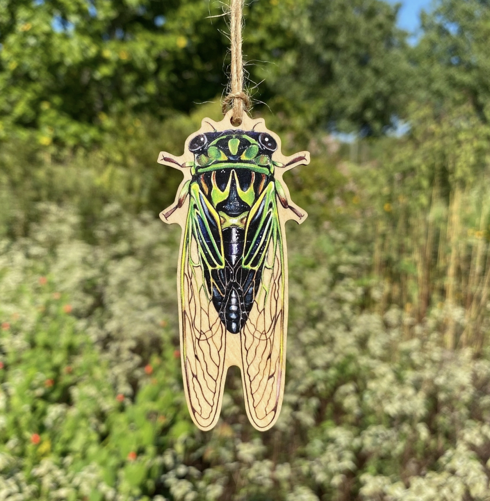 Wooden ornament with an illustration of Linne's CIcada. 