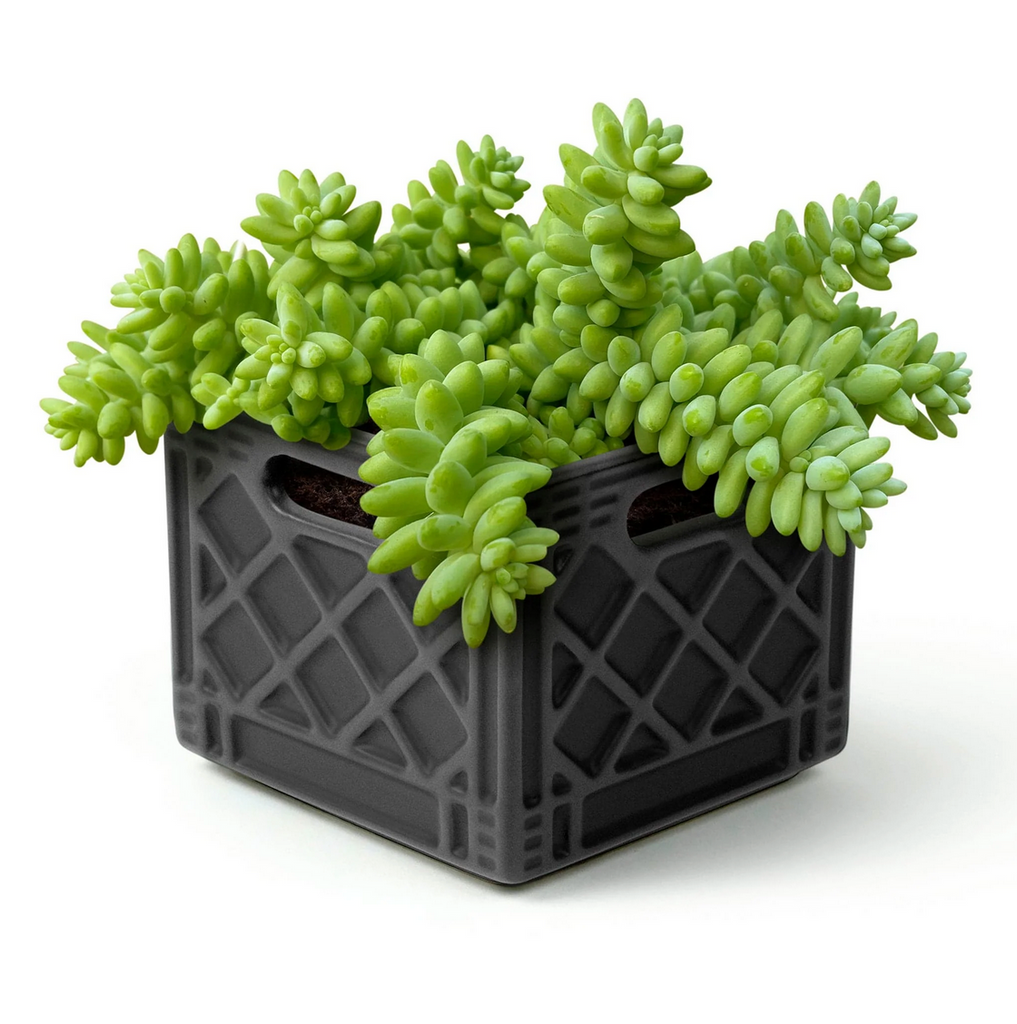 Milk crate planter with green succulent plant.