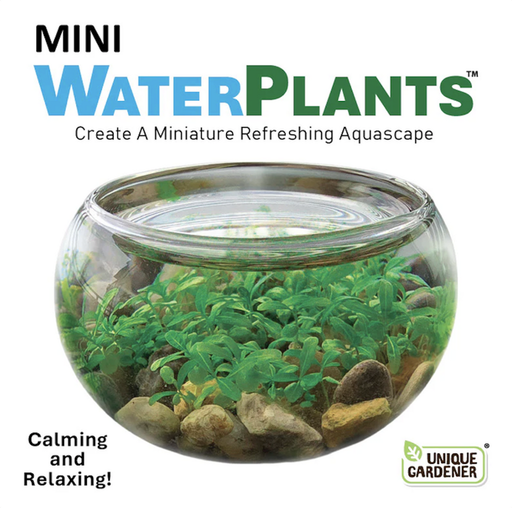 Front of the box for the Mini Water Plants with a picture of the aquatic plant terrarium filled with water plants and rocks. 