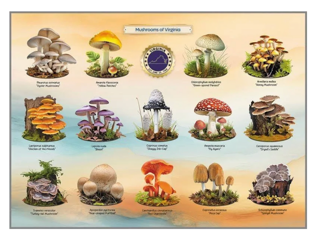 A close up picture of the Mushrooms of Virginia puzzle. With colorful illustrations of mushrooms native to Virginia such as, oyster mushrooms, chicken of the woods, honey mushroom and the pear shaped puff. 