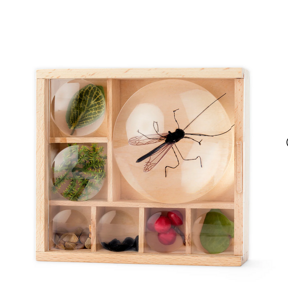 My Little Museum box with leaves, berries, and a bug under the magnifying glasses. Be sure to release the bugs after you look at them.