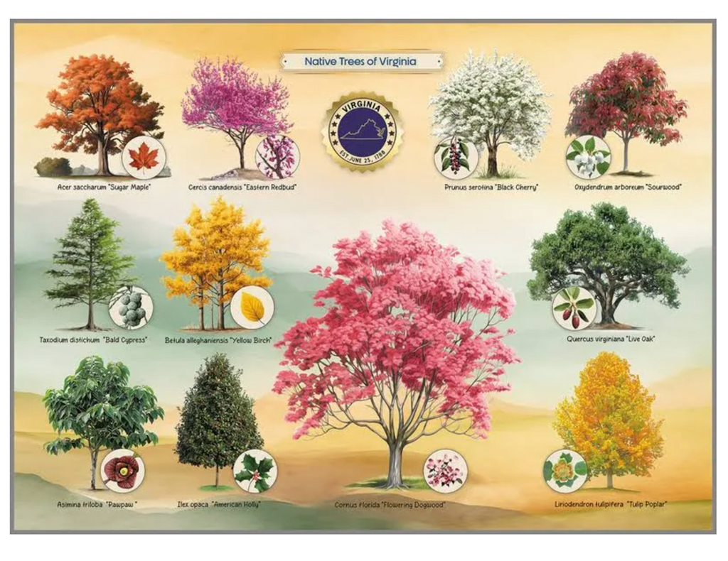 Close up picture of the assembled puzzle featuring beautiful illustrations of trees native to Virginia including Black Cherry, Lie Oak, Flowering Dogwood and Sugar Maple. 
