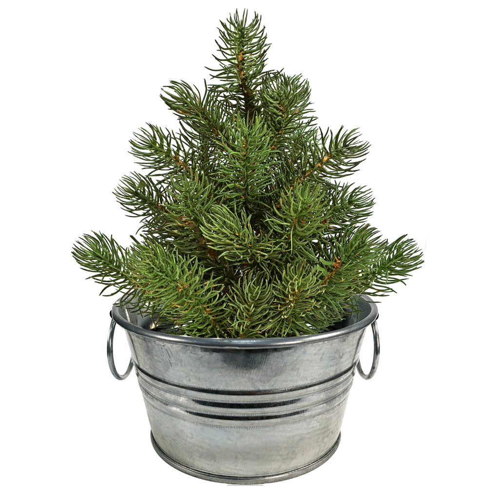 Pine tree growing in a galvanized bucket.