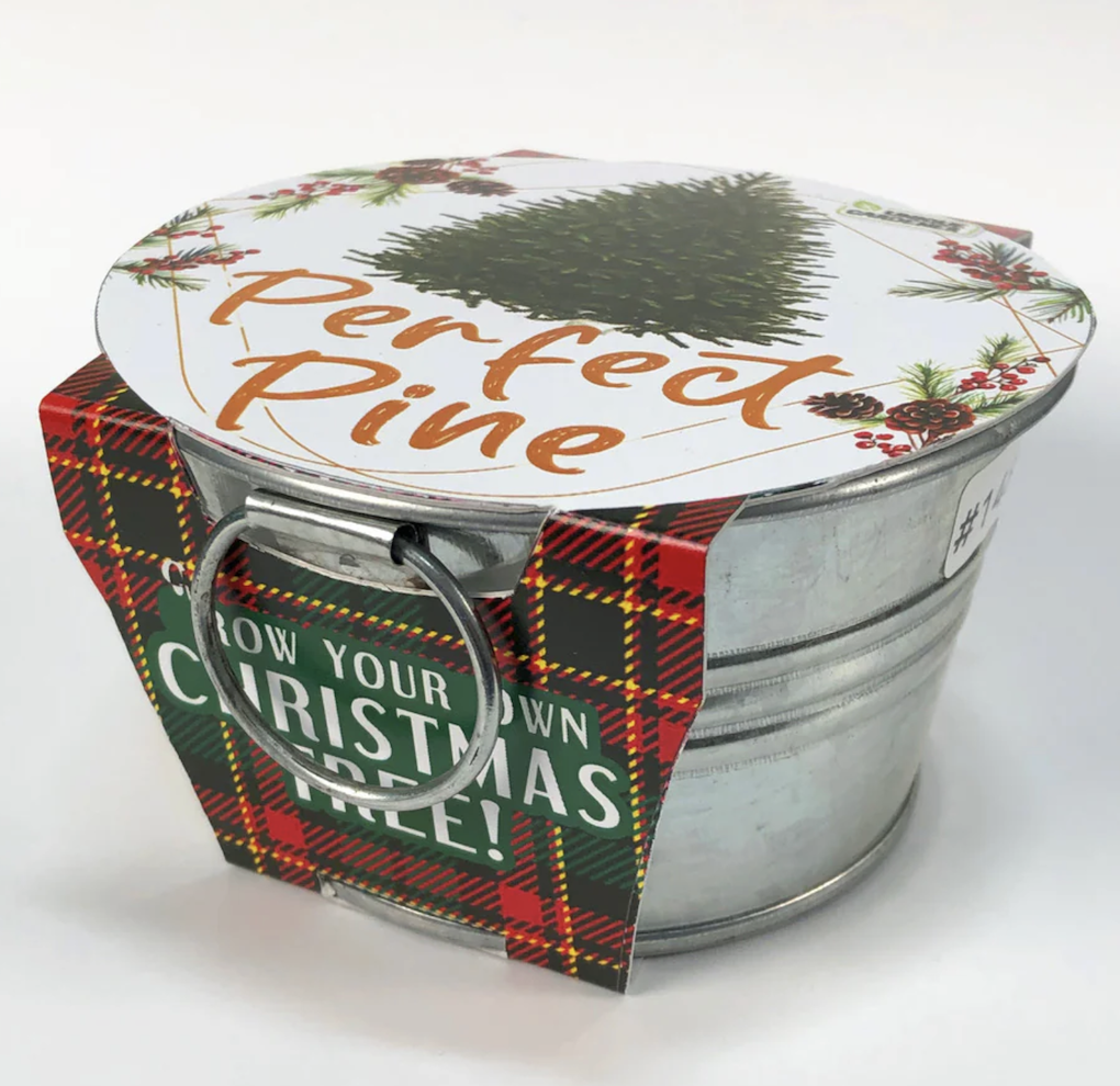 Wrapped galvanized bucket package of Perfect Pine Grow your own christmas tree.