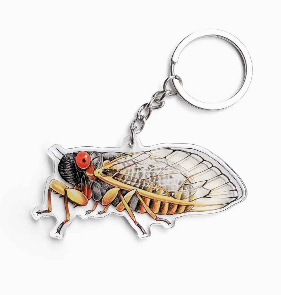 Acrylic double sided keychain with illustration of an Periodical CIcada. 