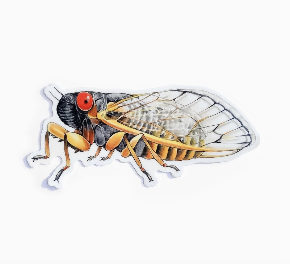 Vinyl sticker with illustrated with a Periodical CIcada. 