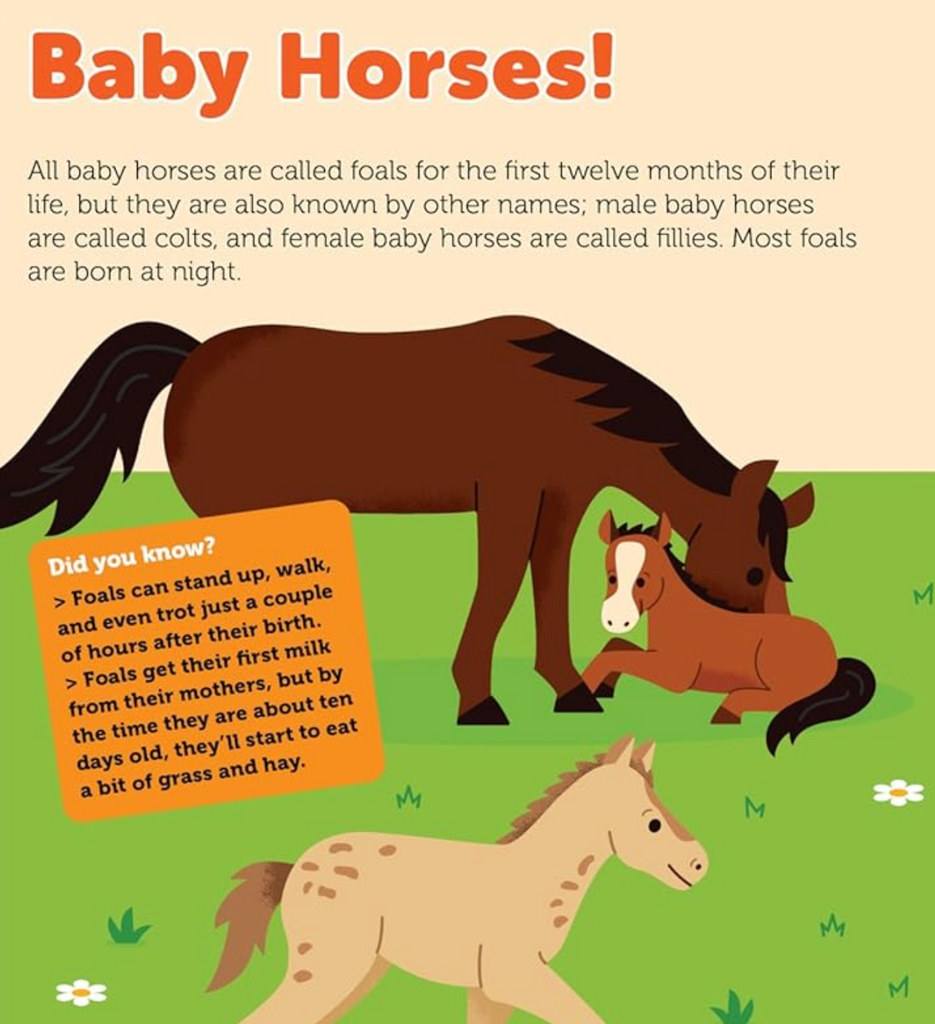 Interior page from Pop Out Horses that give information about baby horses. 