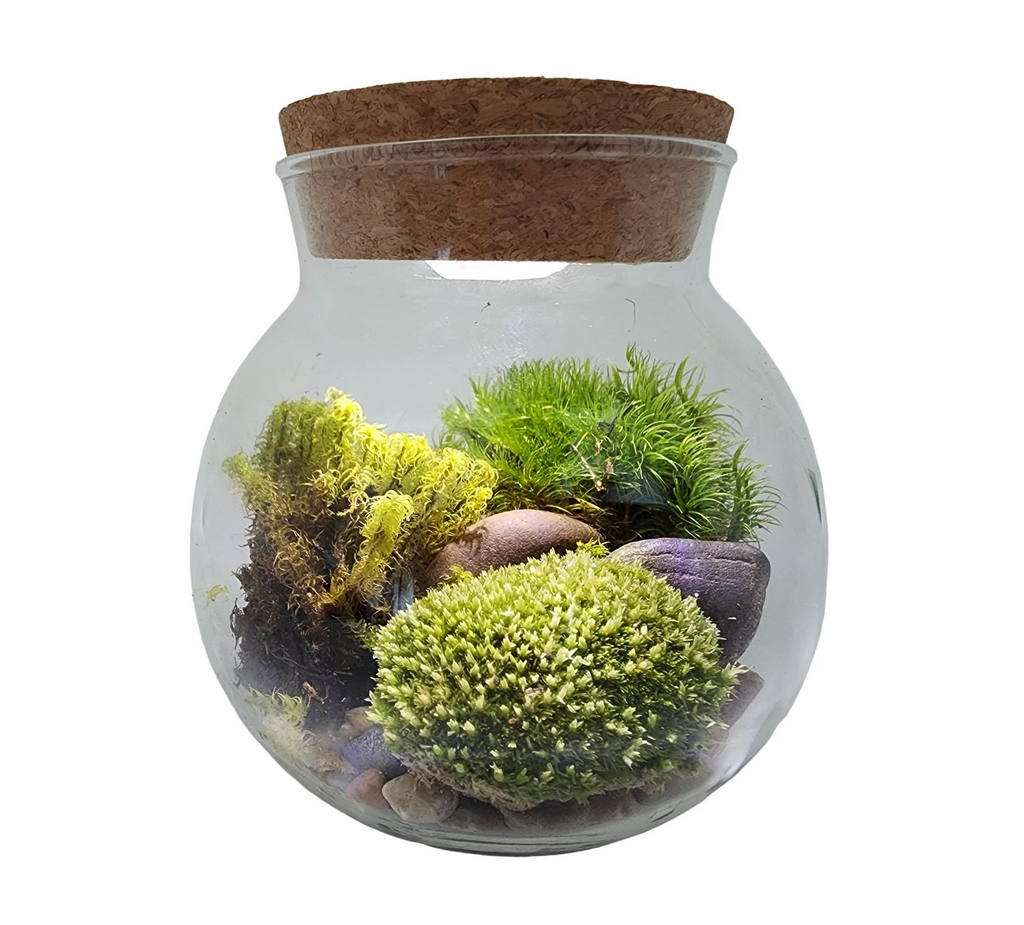 Close up image of the Moss Bowl with moss, and rocks inside and a cork top with led lights. 