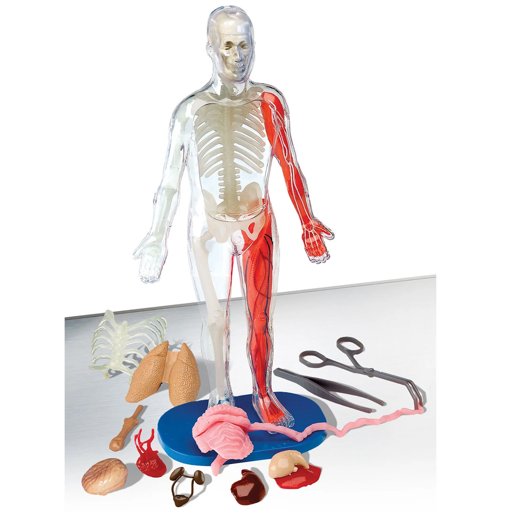 Anatomical model of a human body with visible skeleton and muscles, surrounded by additional anatomical parts.