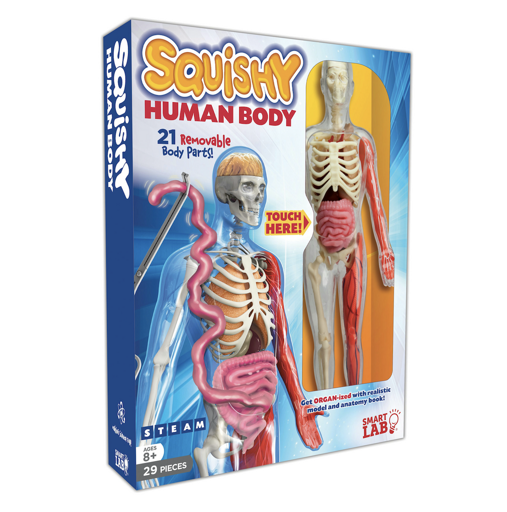 The Squishy Human Body packaged in a blue box with images of the realistic model with organs in place. There is also a panel of the box with a clear plastic window showing the anatomical model of a human body with visible skeleton and muscles in the kit and an open space that allows you to touch the squishy intestines. 