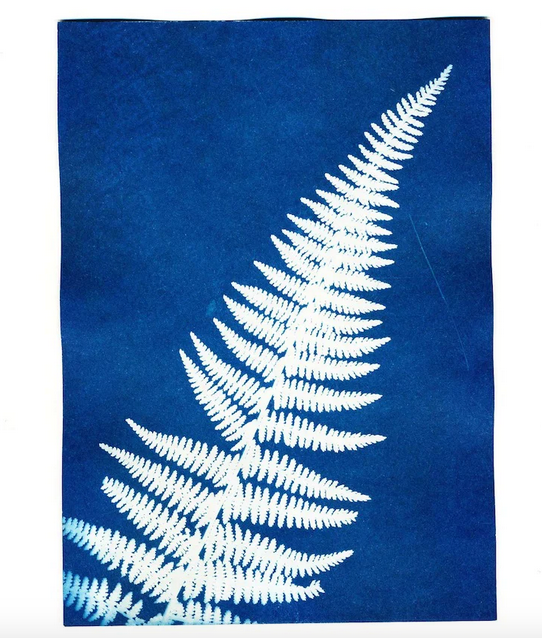 Example of a Sunography card with the photo impression of a fern. 