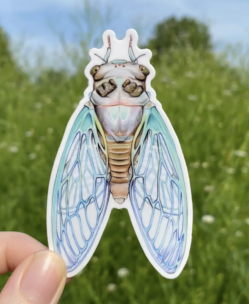 Die cut vinyl sticker with illustration of a Teneral Cicada. 