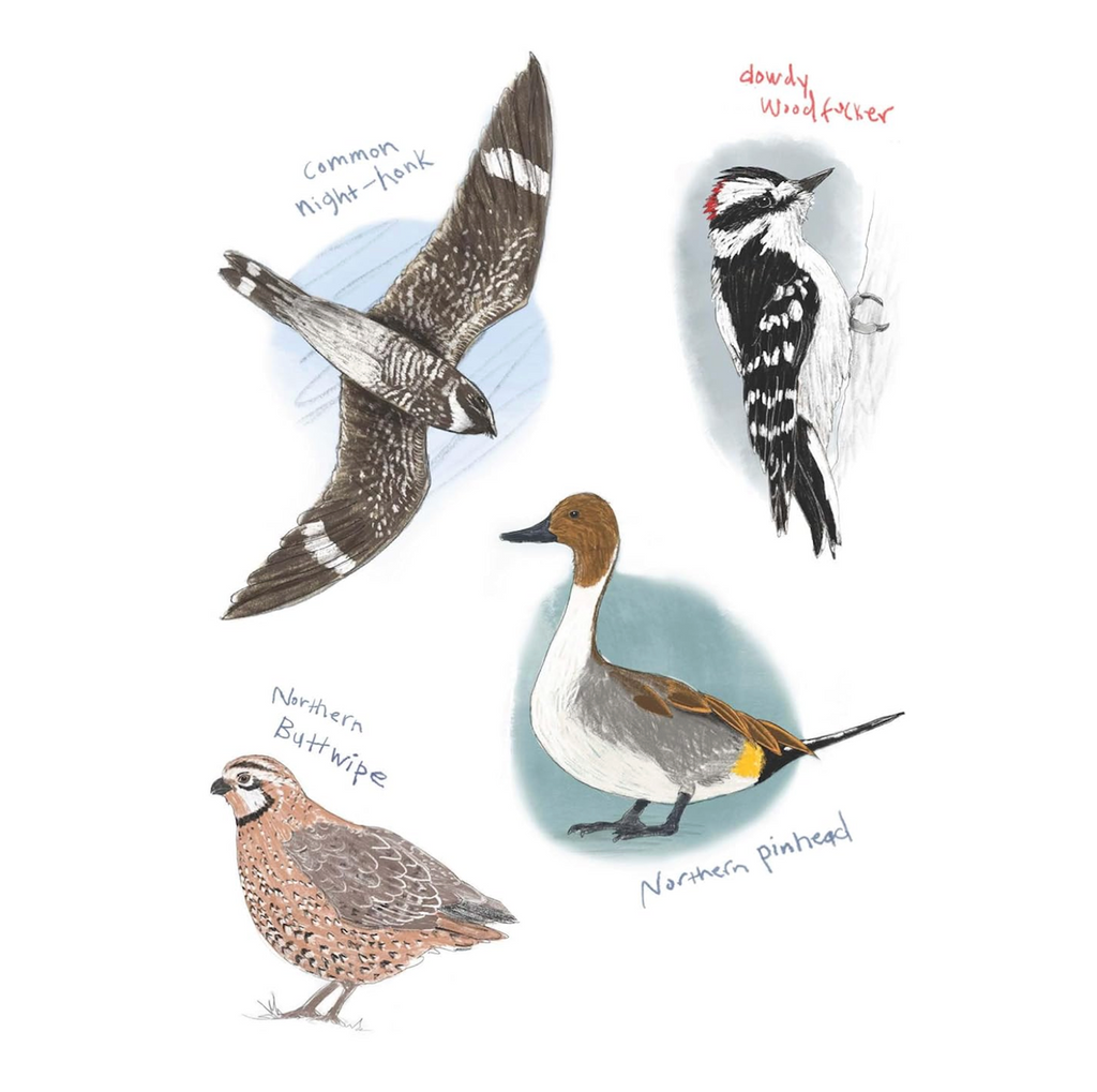 Four bird drawings of the Common Night- Honk, Dowdy Woodpecker, Northern Pinhead, and Northern Buttwipe stickers that can be found  inside The Field Guide to Dumb Birds Sticker Book. 