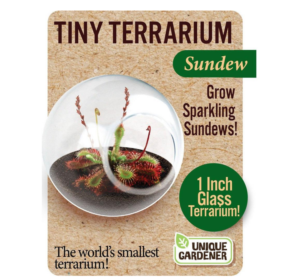 Tiny Terrarium Sundew, box with a picture of the tiny glass terrarium with a sundew growing inside. 