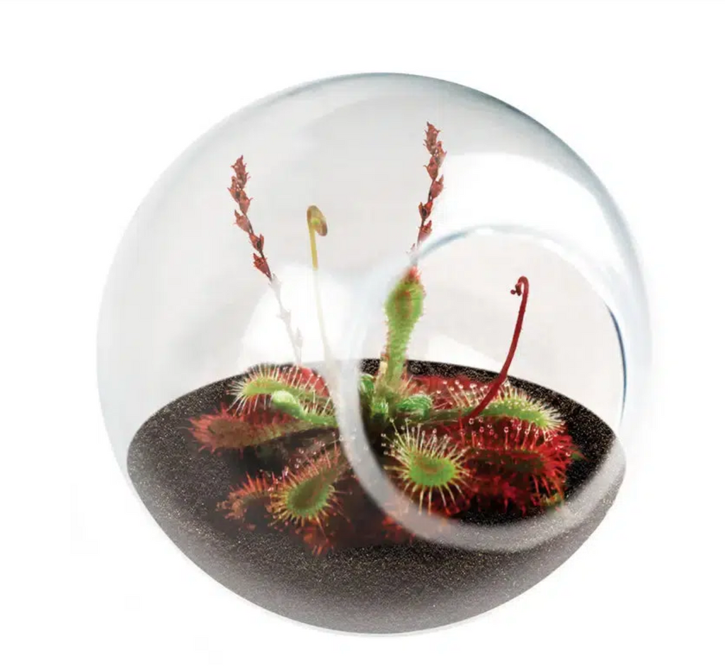 Close up picture of the tiny terrarium with a sundew growing inside. 