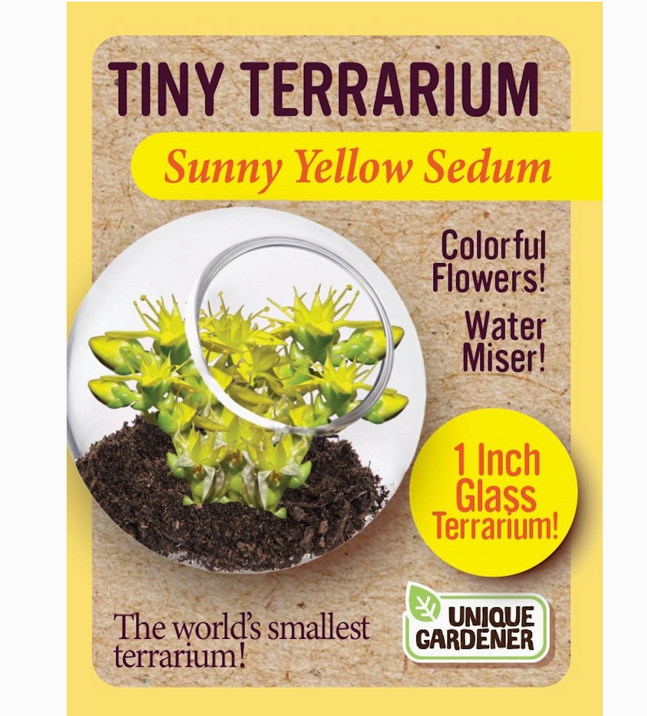 Sunny Yellow Sedum growing in a tiny glass terrarium pictured on a box. 