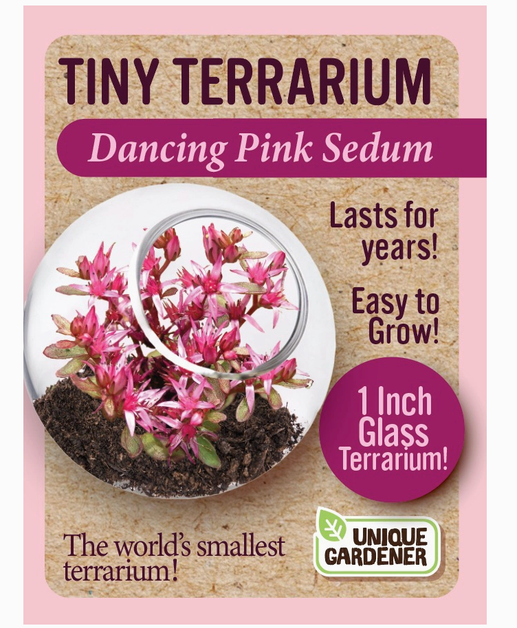 Dancing Pink Sedum pictured growing inside a tiny terrarium. 