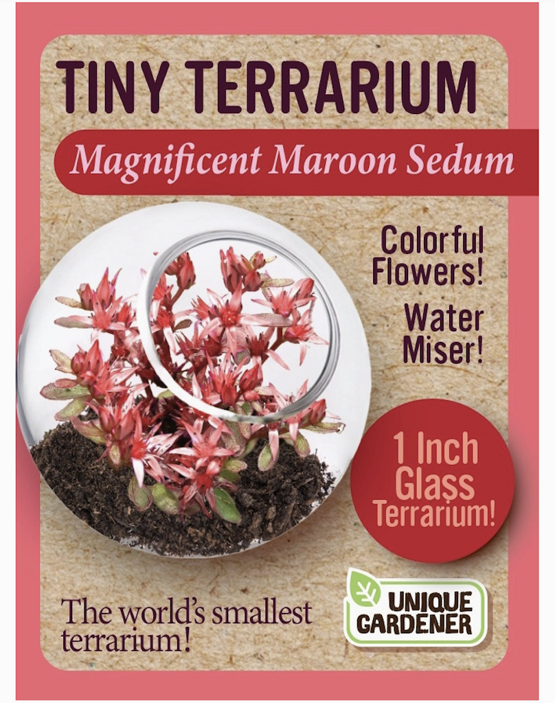 Tiny Terrarium Magnificent Maroon Sedum box with a picture of the plant inside the tiny terrarium. 