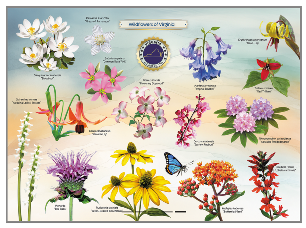 Another view of the completed puzzle featuring colorful illustrations of wildflowers native to Virginia including red triullum, virginia bluebell, flowering dogwood and many more!