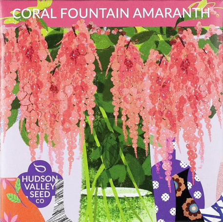 Amaranth Coral Fountain seed pack.