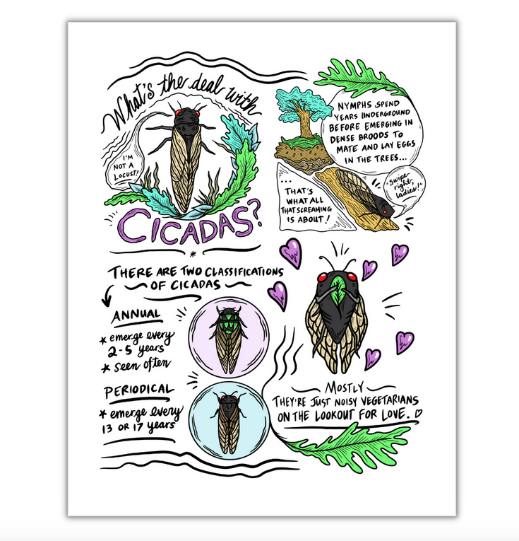 Illustrated print with cicada facts.