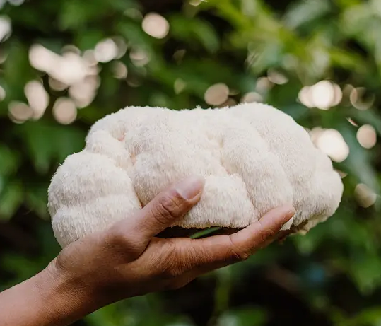 Lion Mane Mushroom held in a hand. 