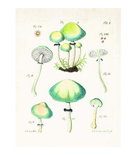 Postcard from Mushrooms Postcards book. 