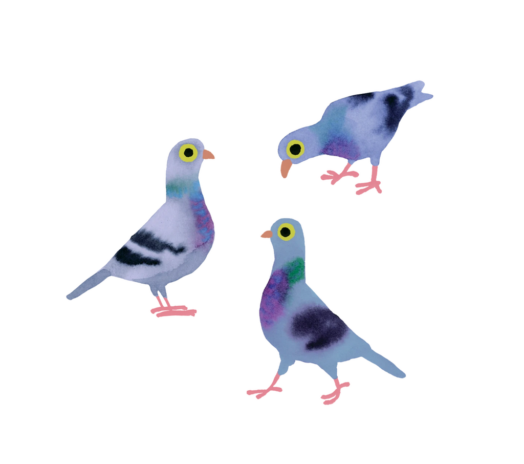Watercolor illustrated set of 3 pigeons tattoos.