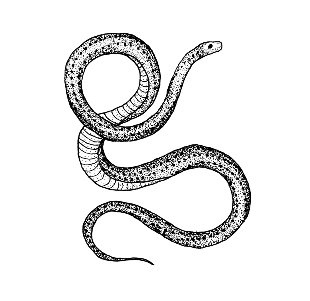 Serpent temporary tattoo. 