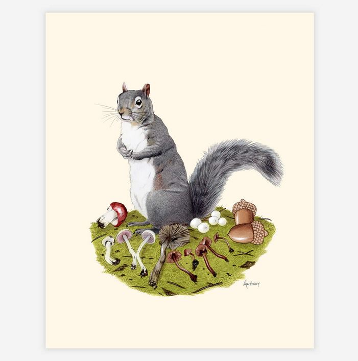 8 x 10 illustrated print of a grey squirrel on a green patch of grass with acorns and mushrooms scattered around. 